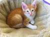 orange-kitten-angel